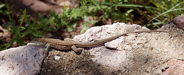 Gila Spotted Whiptail Lizard Aspidoscelis flagellicauda 