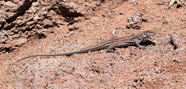 Gila Spotted Whiptail Lizard Aspidoscelis flagellicauda 