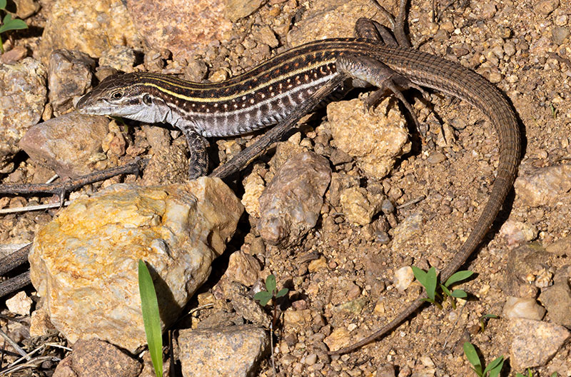 Gila Spotted Whiptail Lizard Aspidoscelis flagellicauda 