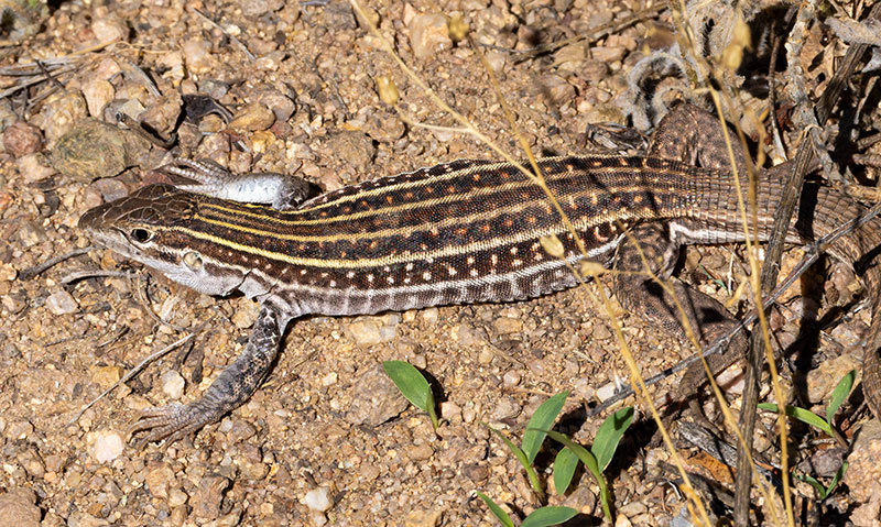 Gila Spotted Whiptail Lizard Aspidoscelis flagellicauda 