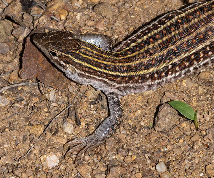 Gila Spotted Whiptail Lizard Aspidoscelis flagellicauda 