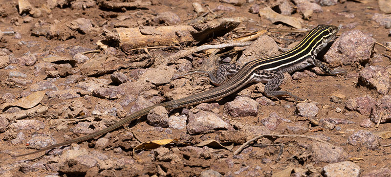 Plateau Striped Whiptail Lizard Aspidoscelis velox 
