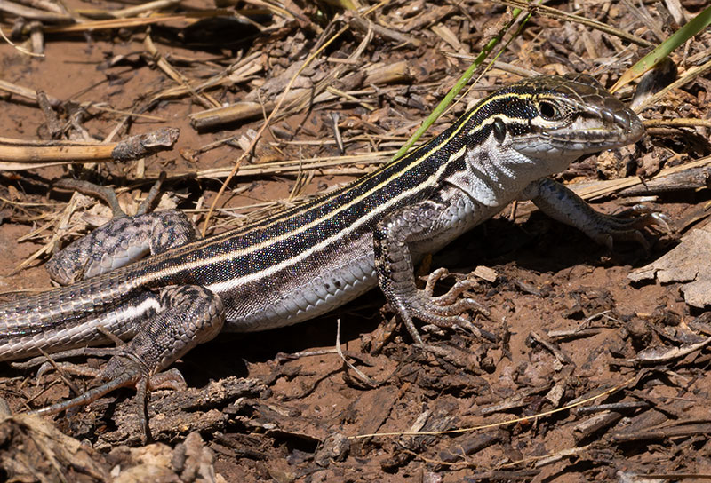 Plateau Striped Whiptail Lizard Aspidoscelis velox 