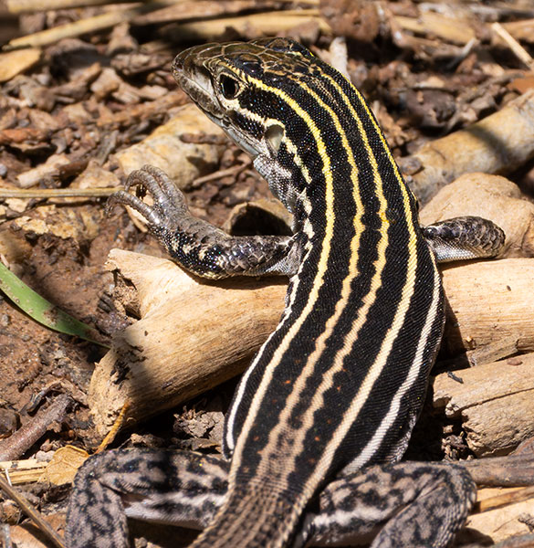 Plateau Striped Whiptail Lizard Aspidoscelis velox 