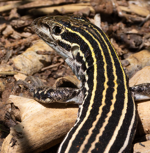 Plateau Striped Whiptail Lizard Aspidoscelis velox 