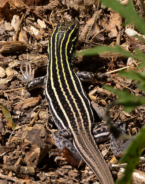 Plateau Striped Whiptail Lizard Aspidoscelis velox 