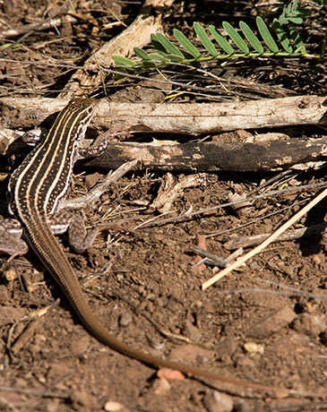 Sonoran Spotted Whiptail Lizard Aspidoscelis sonorae 