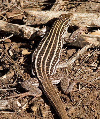 Sonoran Spotted Whiptail Lizard Aspidoscelis sonorae 
