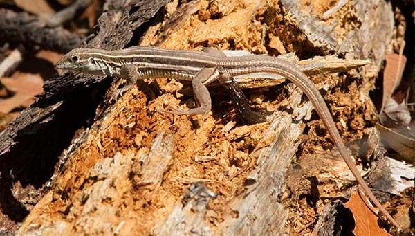 Sonoran Spotted Whiptail Lizard Aspidoscelis sonorae 