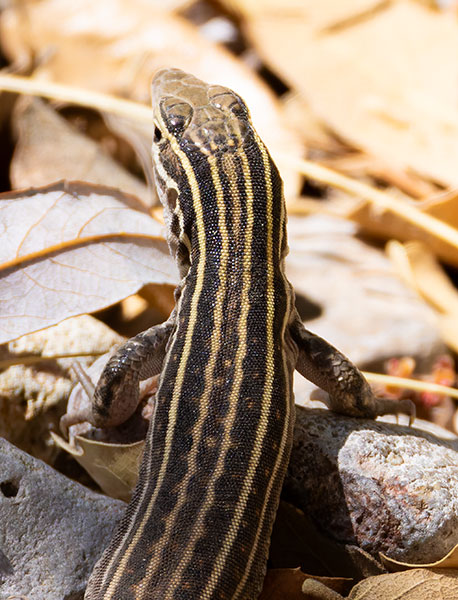 Sonoran Spotted Whiptail Lizard Aspidoscelis sonorae 