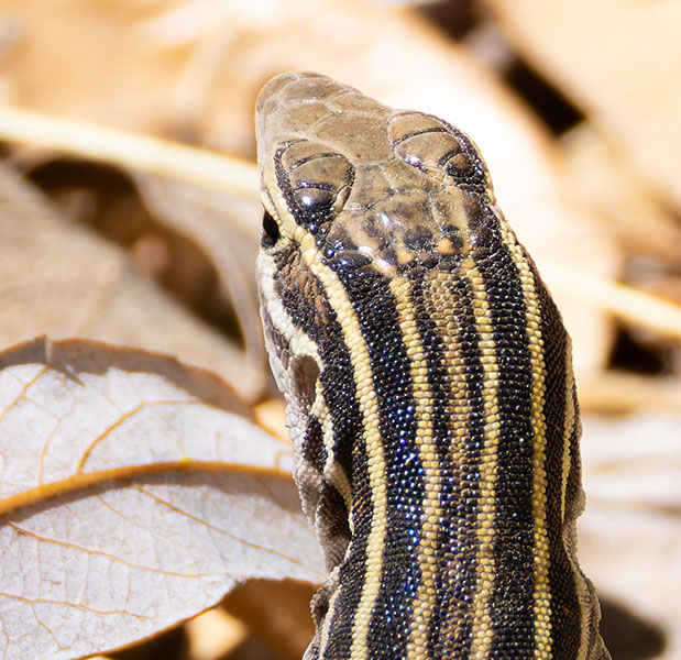 Sonoran Spotted Whiptail Lizard Aspidoscelis sonorae 