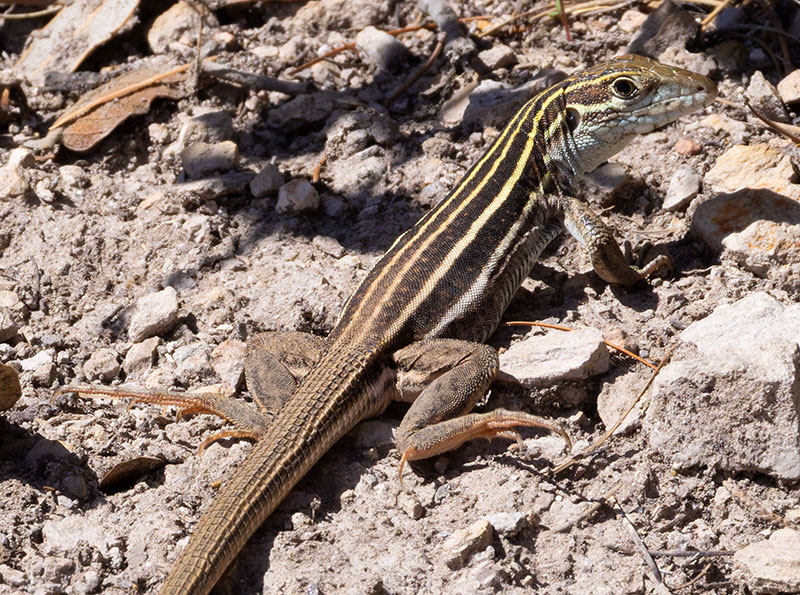 Sonoran Spotted Whiptail Lizard Aspidoscelis sonorae 
