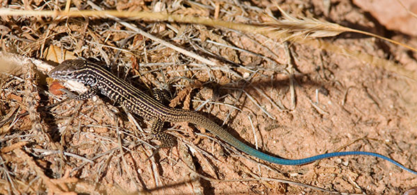 Tiger Whiptail Lizard juvenile Aspidoscelis tigris Cnemidophorus tigris