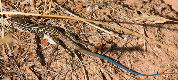 Tiger Whiptail Lizard juvenile Aspidoscelis tigris Cnemidophorus tigris