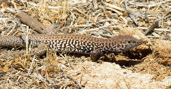 Tiger Whiptail Lizard Aspidoscelis tigris Cnemidophorus tigris