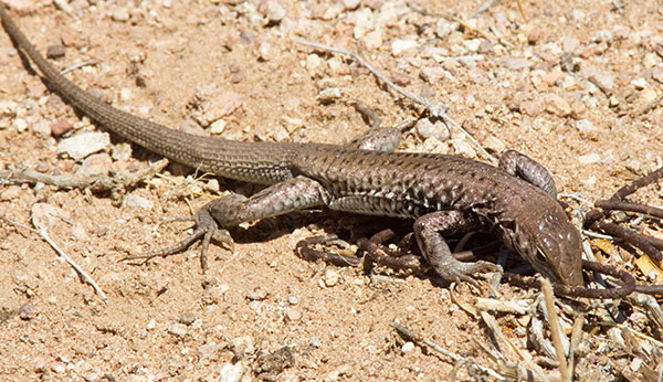 Tiger Whiptail Lizard
