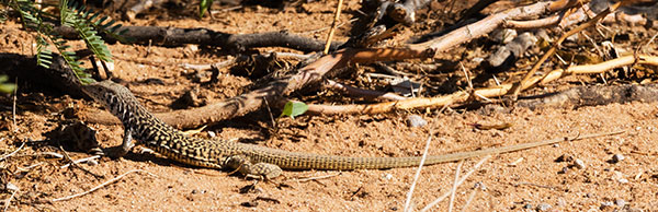 Tiger Whiptail Lizard Aspidoscelis tigris Cnemidophorus tigris