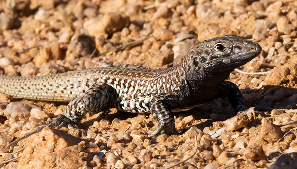 Tiger Whiptail Lizard Aspidoscelis tigris Cnemidophorus tigris
