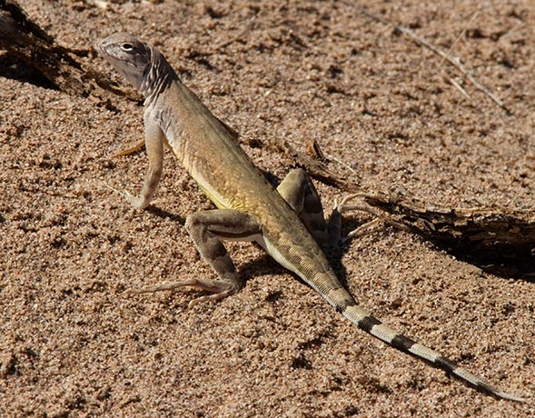 Zebra-tailed Lizard Callisaurus draconoides