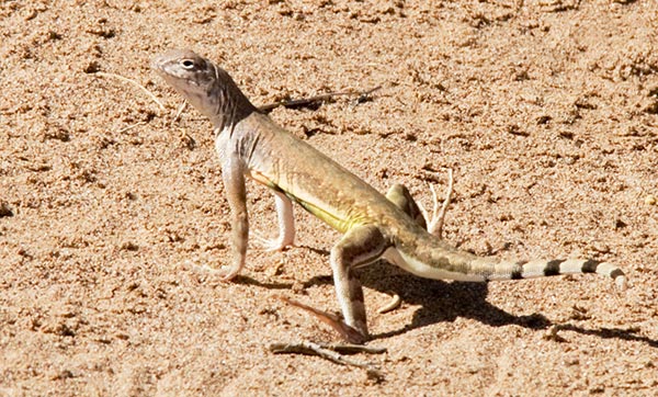 Zebra-tailed Lizard Callisaurus draconoides