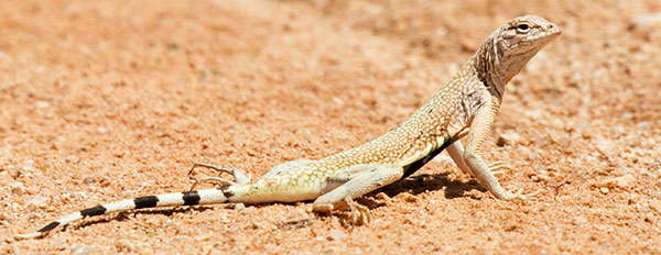 Zebra-tailed Lizard Callisaurus draconoides