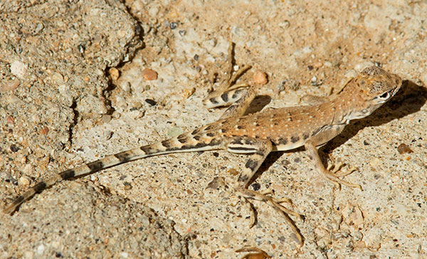 Zebra-tailed Lizard Callisaurus draconoides