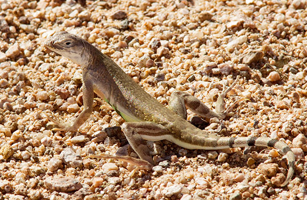 Zebra-tailed Lizard Callisaurus draconoides