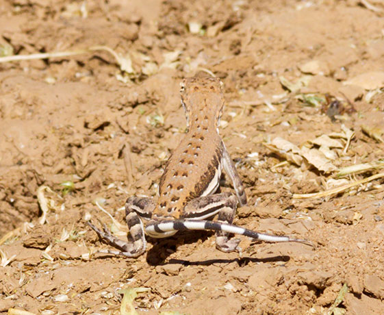 Zebra-tailed Lizard Callisaurus draconoides