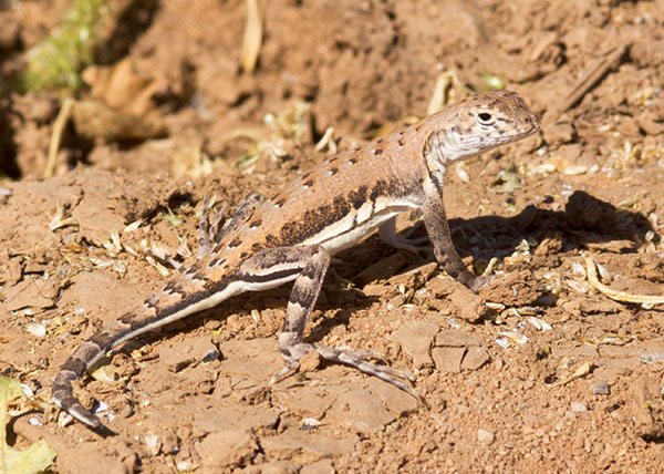 Zebra-tailed Lizard Callisaurus draconoides