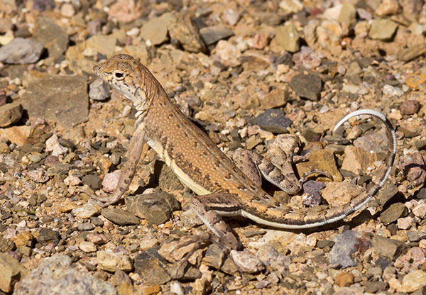 Zebra-tailed Lizard Callisaurus draconoides