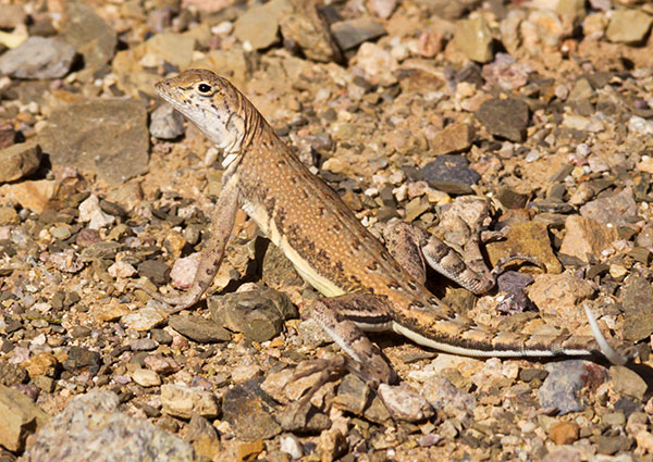 Zebra-tailed Lizard Callisaurus draconoides