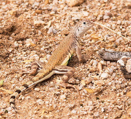 Zebra-tailed Lizard Callisaurus draconoides
