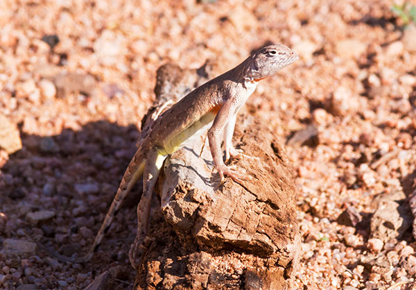 Zebra-tailed Lizard Callisaurus draconoides