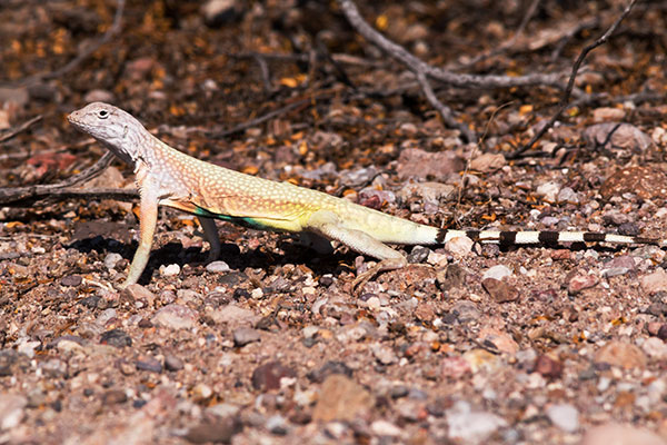 Zebra-tailed Lizard Callisaurus draconoides