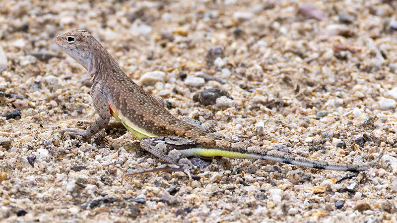 Zebra-tailed Lizard Callisaurus draconoides