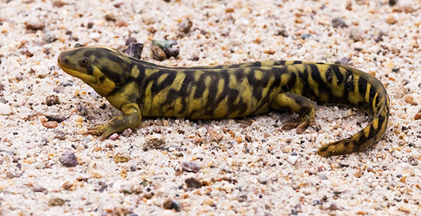 Barred Tiger Salamander Ambystoma tigrinum 