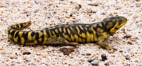 Barred Tiger Salamander Ambystoma tigrinum 