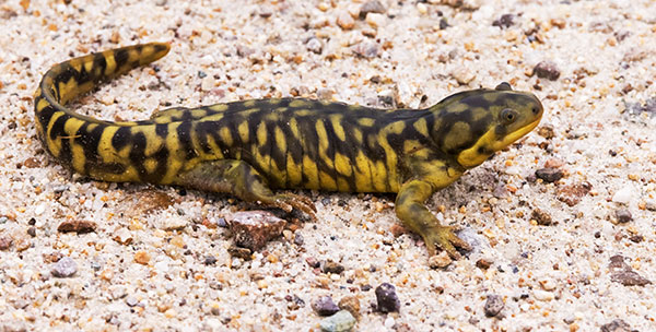 Barred Tiger Salamander Ambystoma tigrinum 