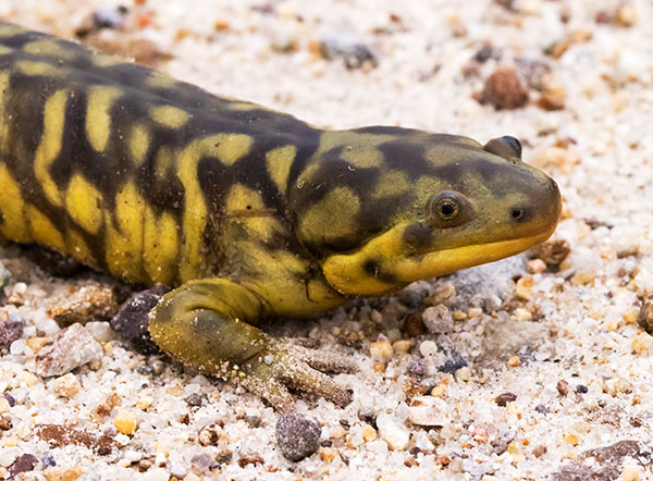 Barred Tiger Salamander Ambystoma tigrinum 