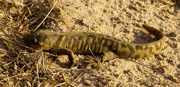 Barred Tiger Salamander Ambystoma tigrinum 