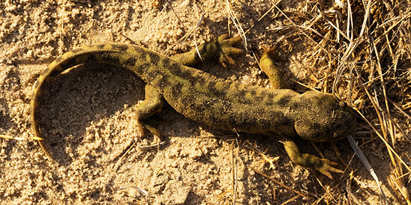 Barred Tiger Salamander Ambystoma tigrinum 