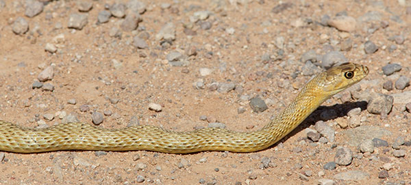 Coachwhip Coluber flagellum Masticophis flagellum snake