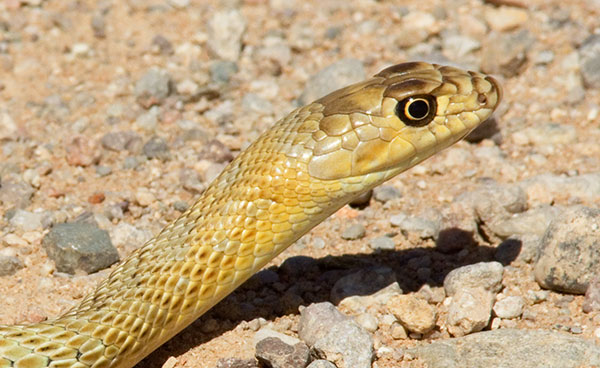 Coachwhip Coluber flagellum Masticophis flagellum snake