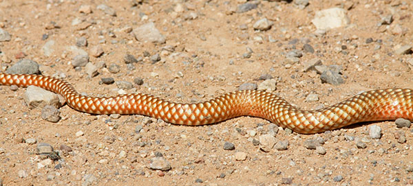 Coachwhip Coluber flagellum Masticophis flagellum snake