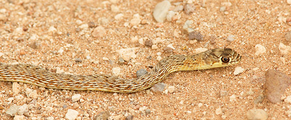 Coachwhip Coluber flagellum Masticophis flagellum snake