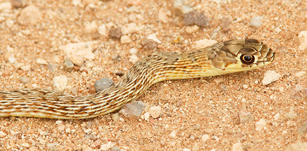 Coachwhip Coluber flagellum Masticophis flagellum snake