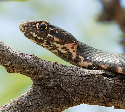 Coachwhip Coluber flagellum Masticophis flagellum snake