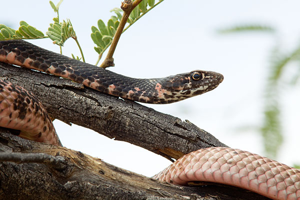 Coachwhip Coluber flagellum Masticophis flagellum snake