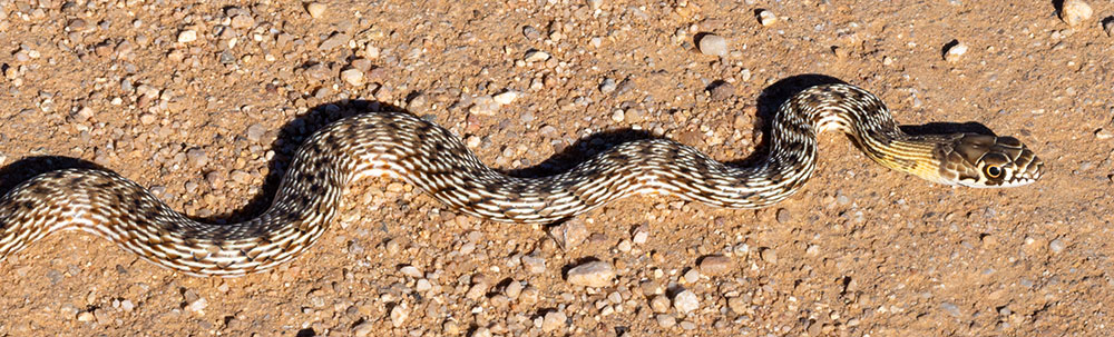 Coachwhip Coluber flagellum Masticophis flagellum snake