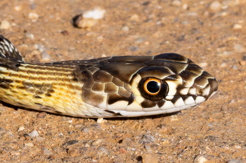 Coachwhip Coluber flagellum Masticophis flagellum snake